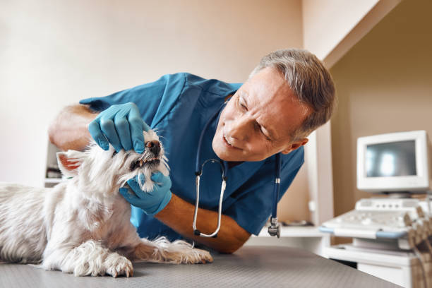 Best Emergency Dentist for Special Needs Patients in Forestbrook, SC